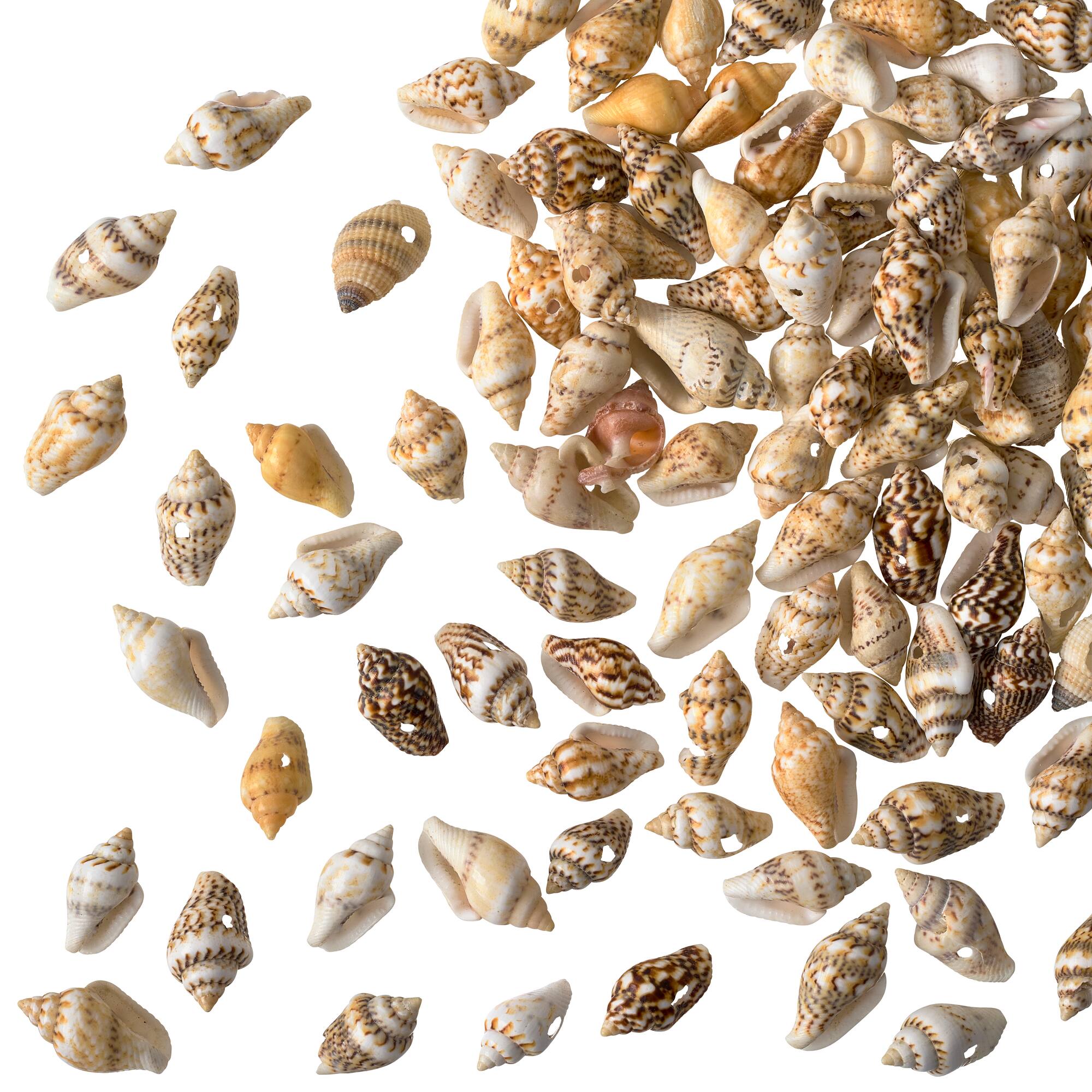 Shell Beads by Bead Landing™